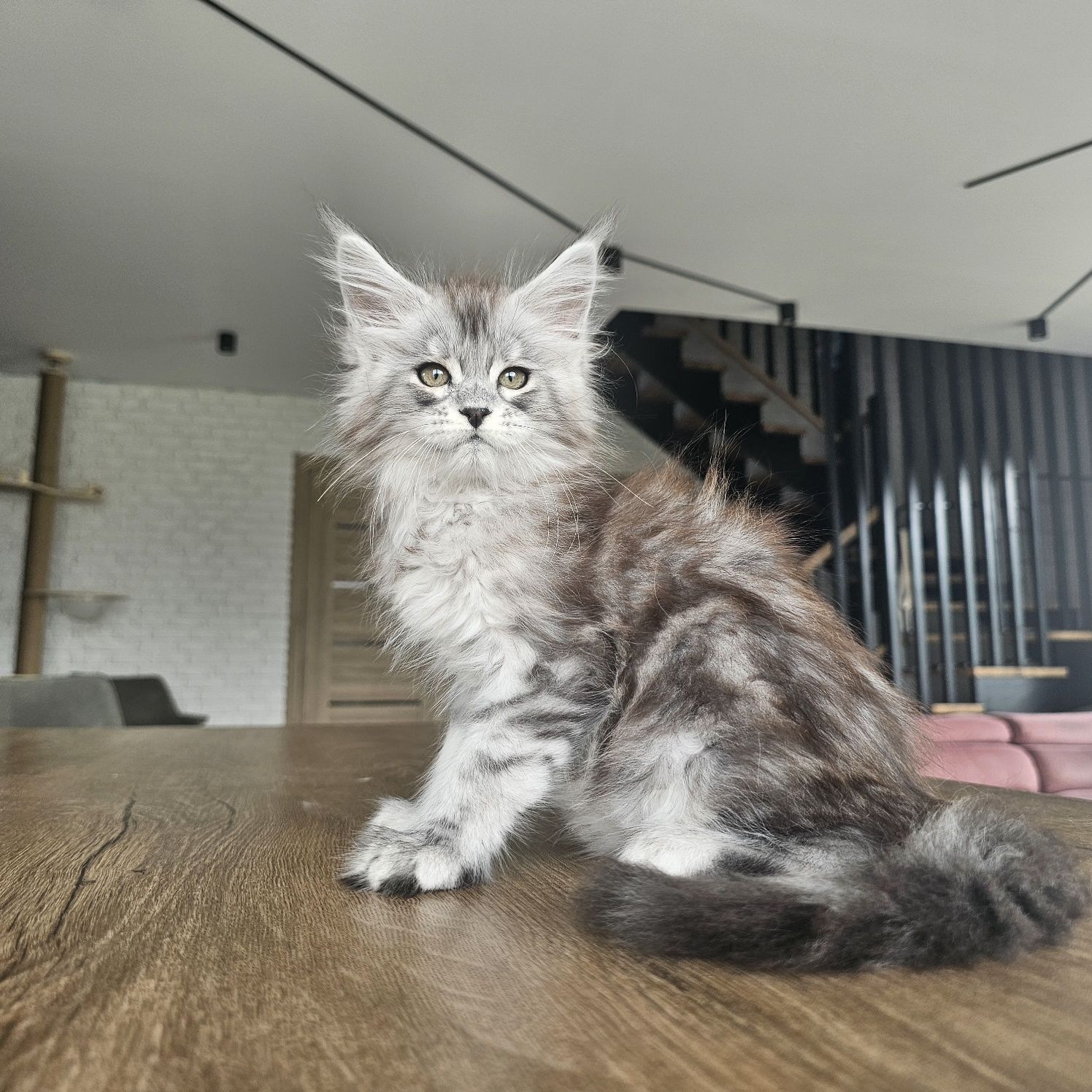 Koteczka Maine coon rodowód fpl FIFe