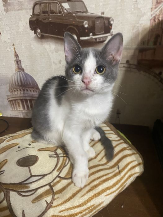 Кошеня в пошуках родини