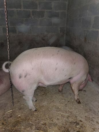 Продам свині 150-160-170+ціна 80грн.