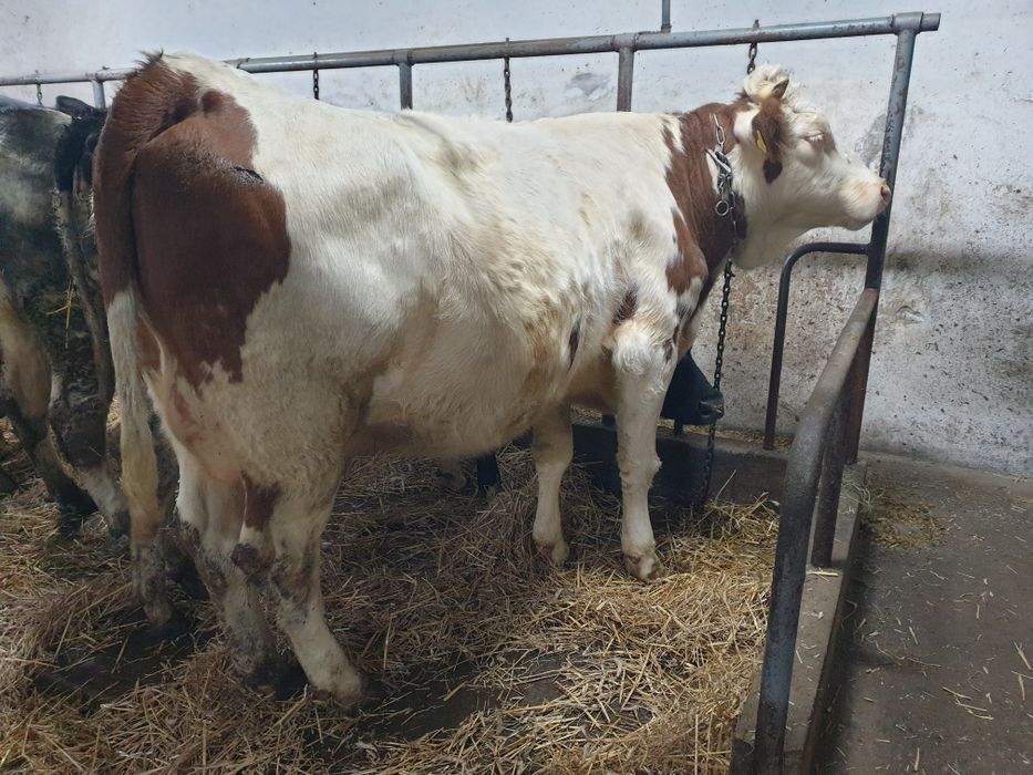 Jałówka wysokocielna mleczna (krowa)