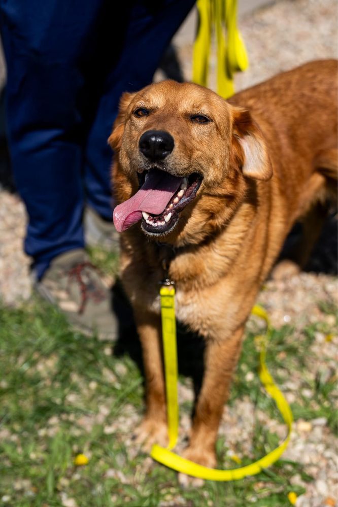Simon, pies w typie golden, labrador retriever