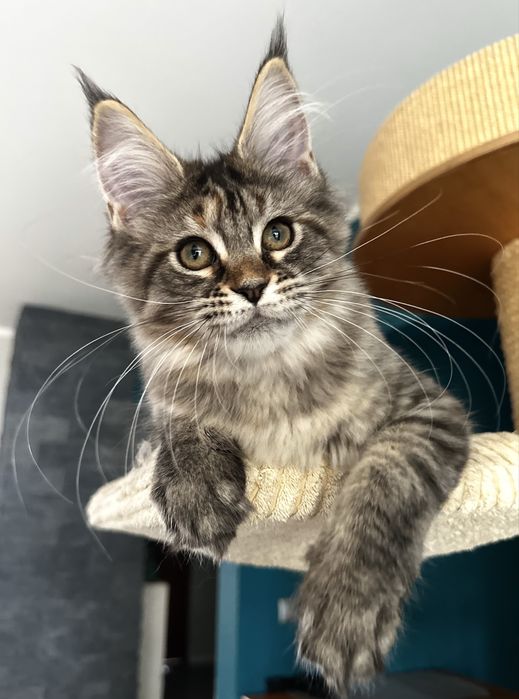 Cudna czarna pręgowana szylkretka maine coon !!