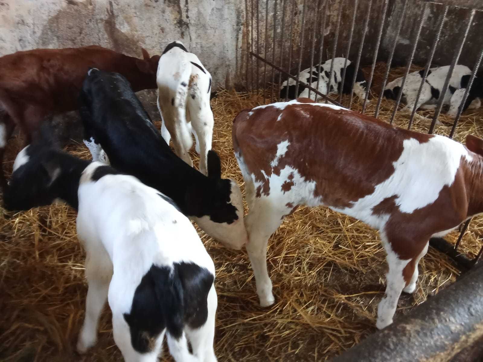 Sprzedam byczki te co na zdjęciach