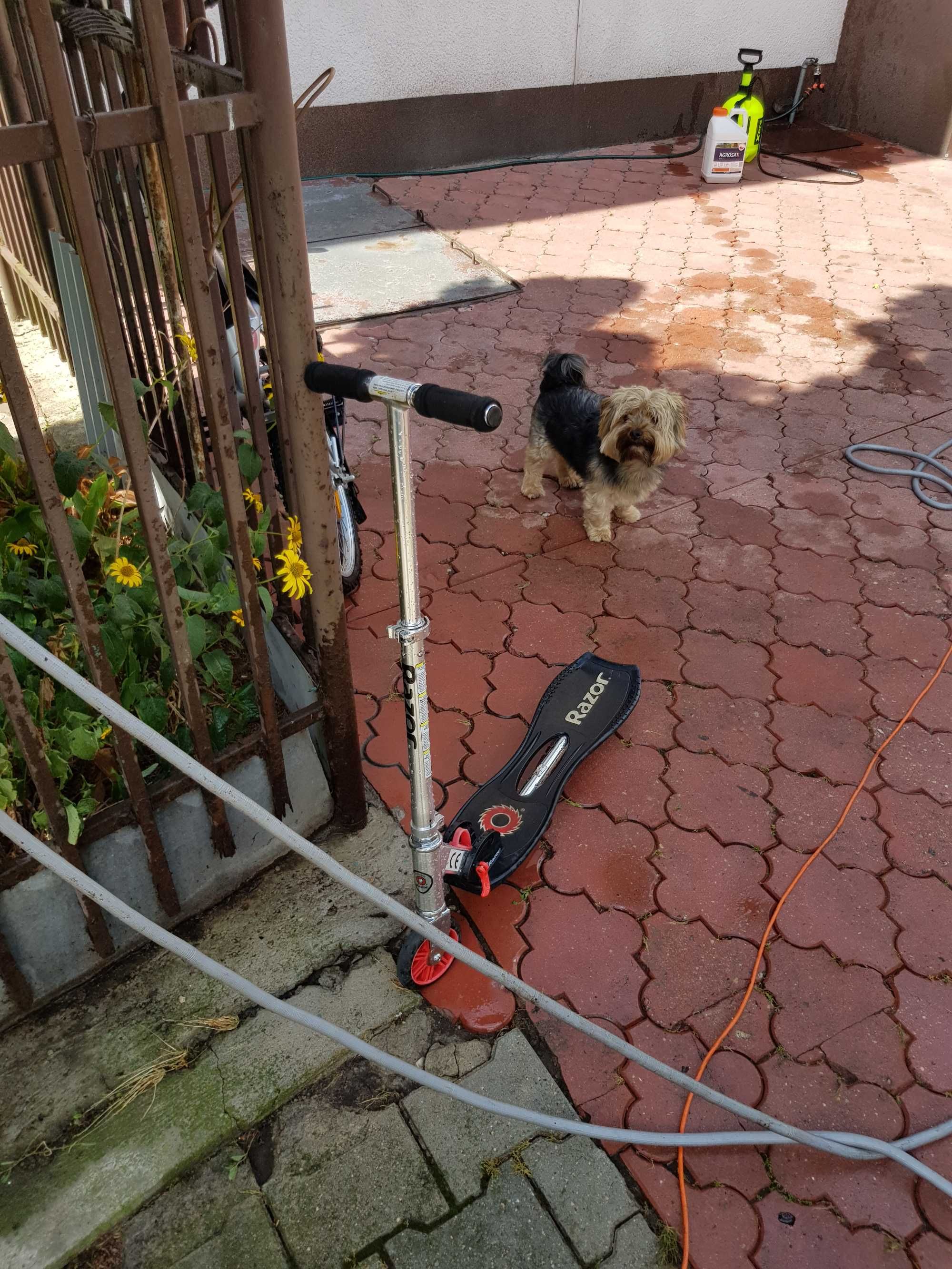 Hulajnogi i deski do skateboardu