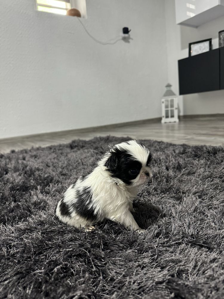 Chin Japoński ZKWP .  Nie cavalier nie pekińczyk nie Shih tzu