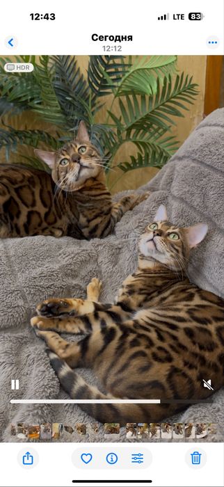 Бенгальские котята Бенгальські кошенята