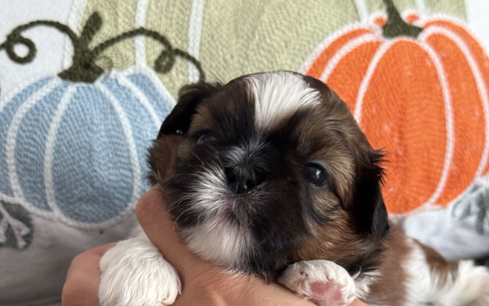 suczka szczeniaczek Shih Tzu ZKwP