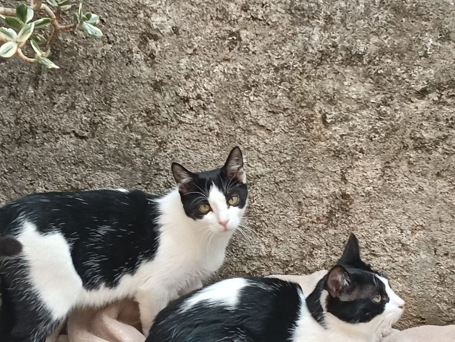 Cacau- gato jovem ( 6 meses) para adoção responsável.