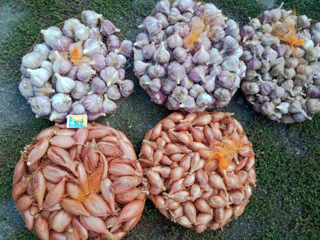 Цибуля шалот кущівка , часник Любаша, Софіївський, Дюшес