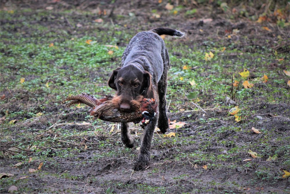 Wyżeł niemiecki szorstkowłosy