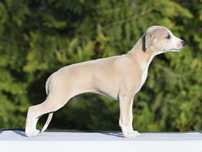 Chart angielski Whippet suczka