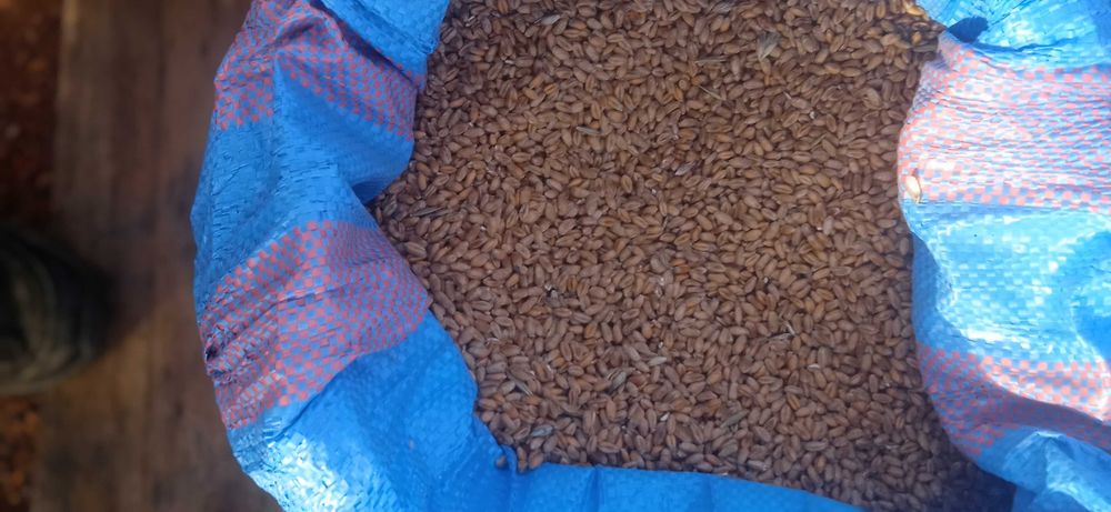 Sprzedam przenice tegoroczną 25zl.za 25kg
