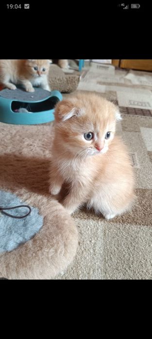 Шотландські чистопородні кошенятка