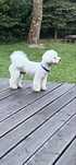 Bichon frise FCI