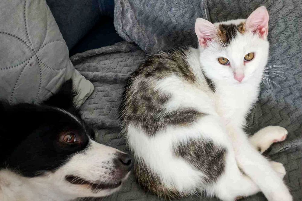 Kocie dziecko szuka domu