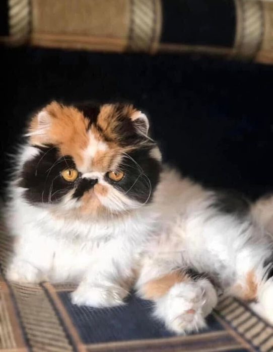 Дівчинка каліко персідська порода трехмастна