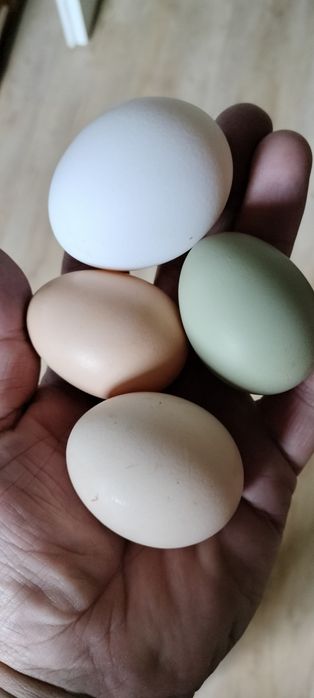 Jajka kurze od kur z wolnego wybiegu!