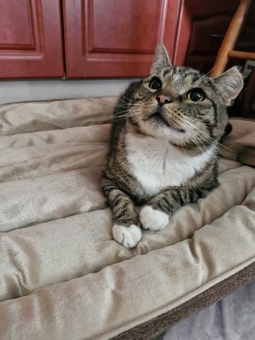 Przygarnij pulchnego kotka :)