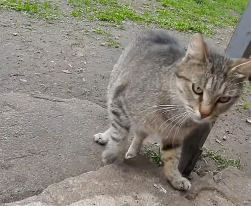 Отдам кошку лесного окраса, стерилизована, 1,5 года