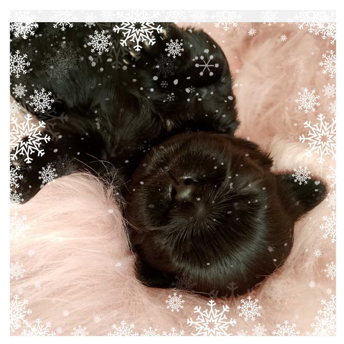 Śliczna suczka rasy Shih-Tzu odbior grudzień