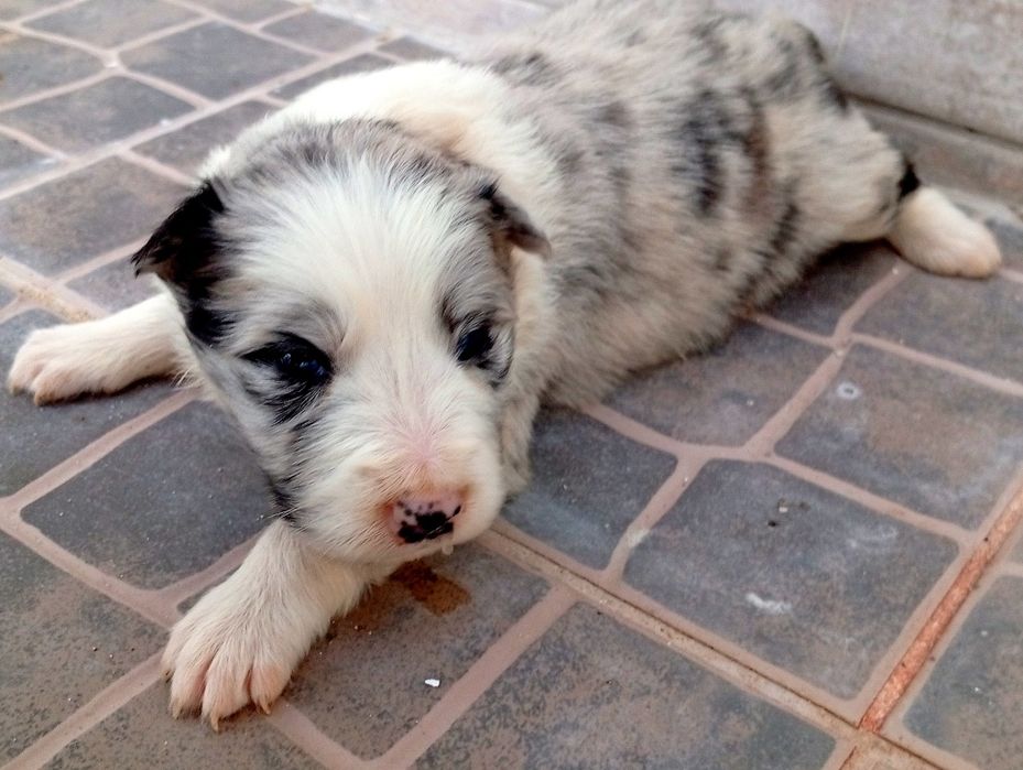 Cachorro border collie