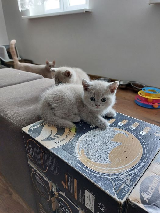 Kotka brytyjska liliowa