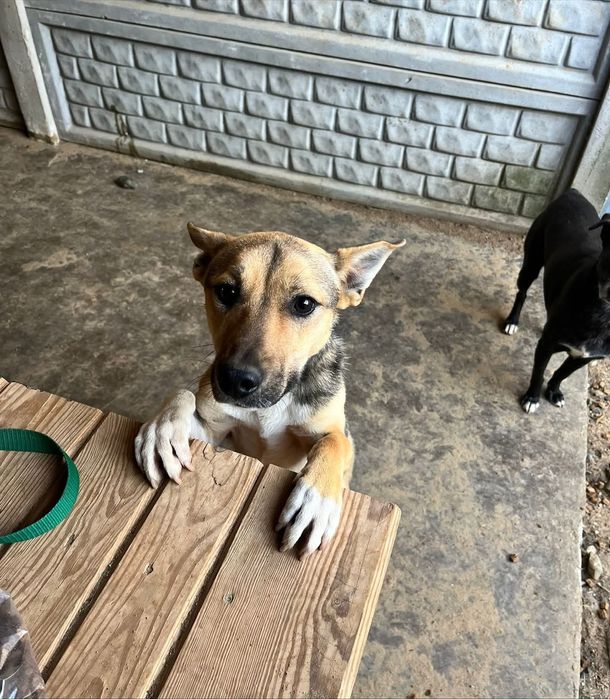 Agat malutki słodziak do adopcji