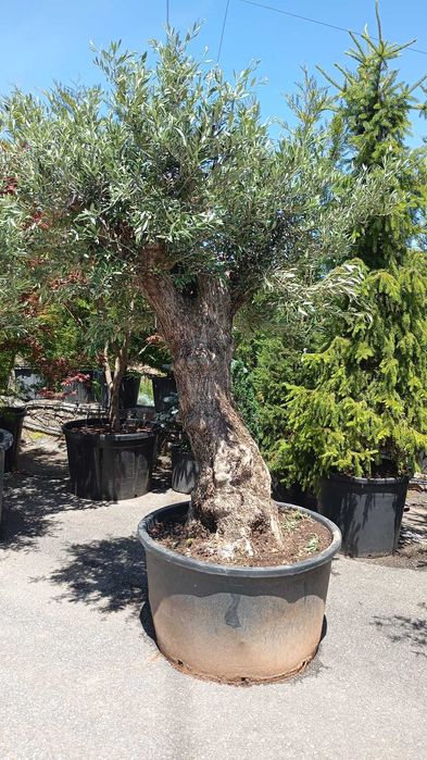 Oliveiras centenárias para jardim