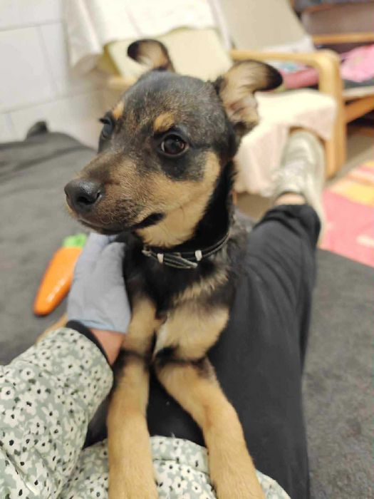 Nela ma 4 miesiące i szuka domu .