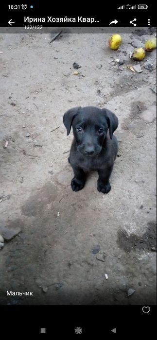 Отдам щенков в хорошие руки