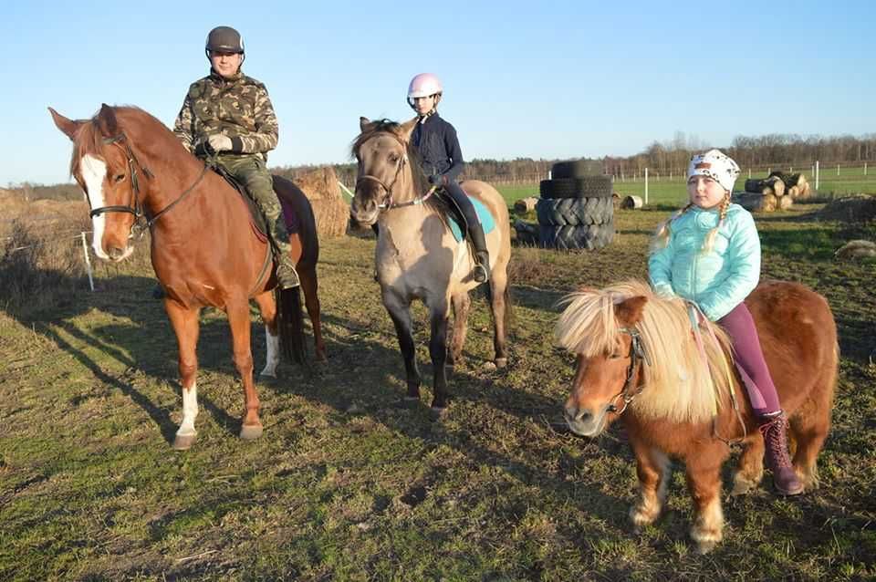 Nocleg, Agroturystyka "Gronostaj" Marszewiec gm Oborniki