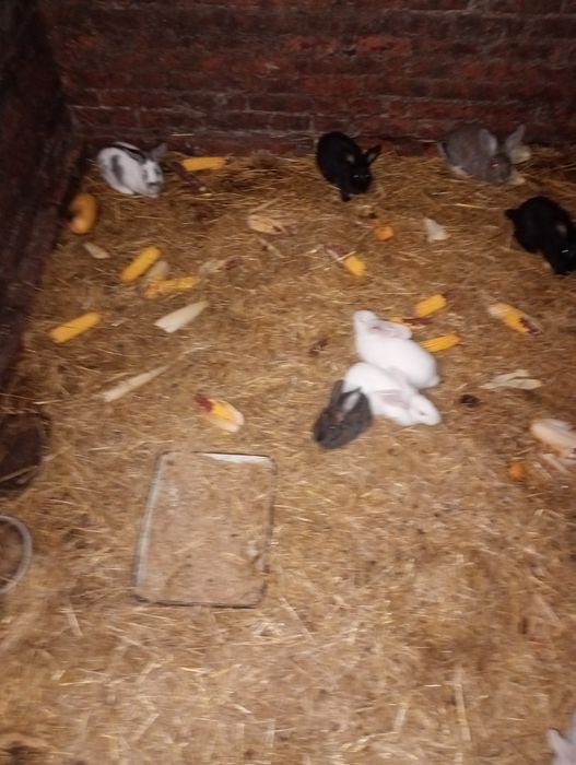 Кролі та кролиці