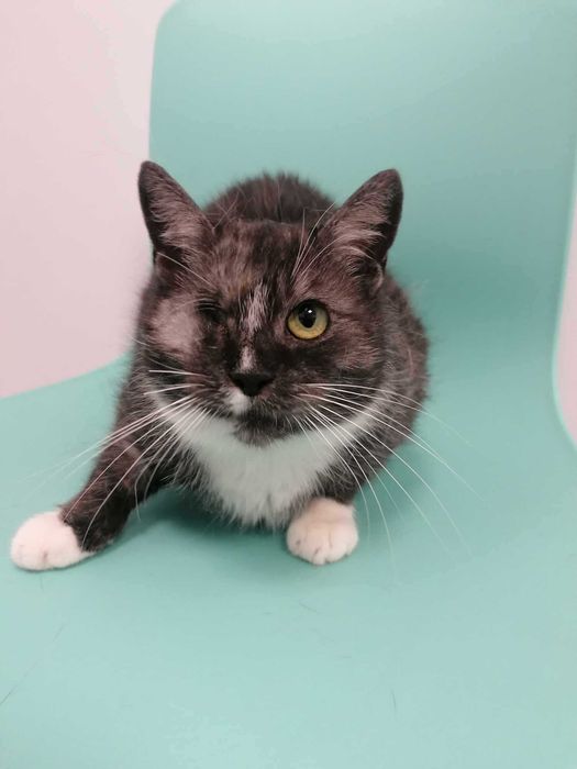 Kotka w typie karpati szuka pilnie domu choćby tymczasowego!!