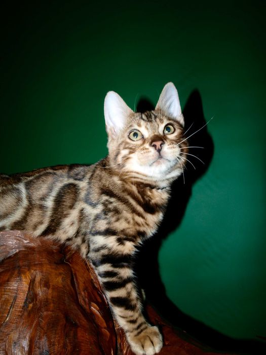 Отличный котенок.Мальчик. Документы.