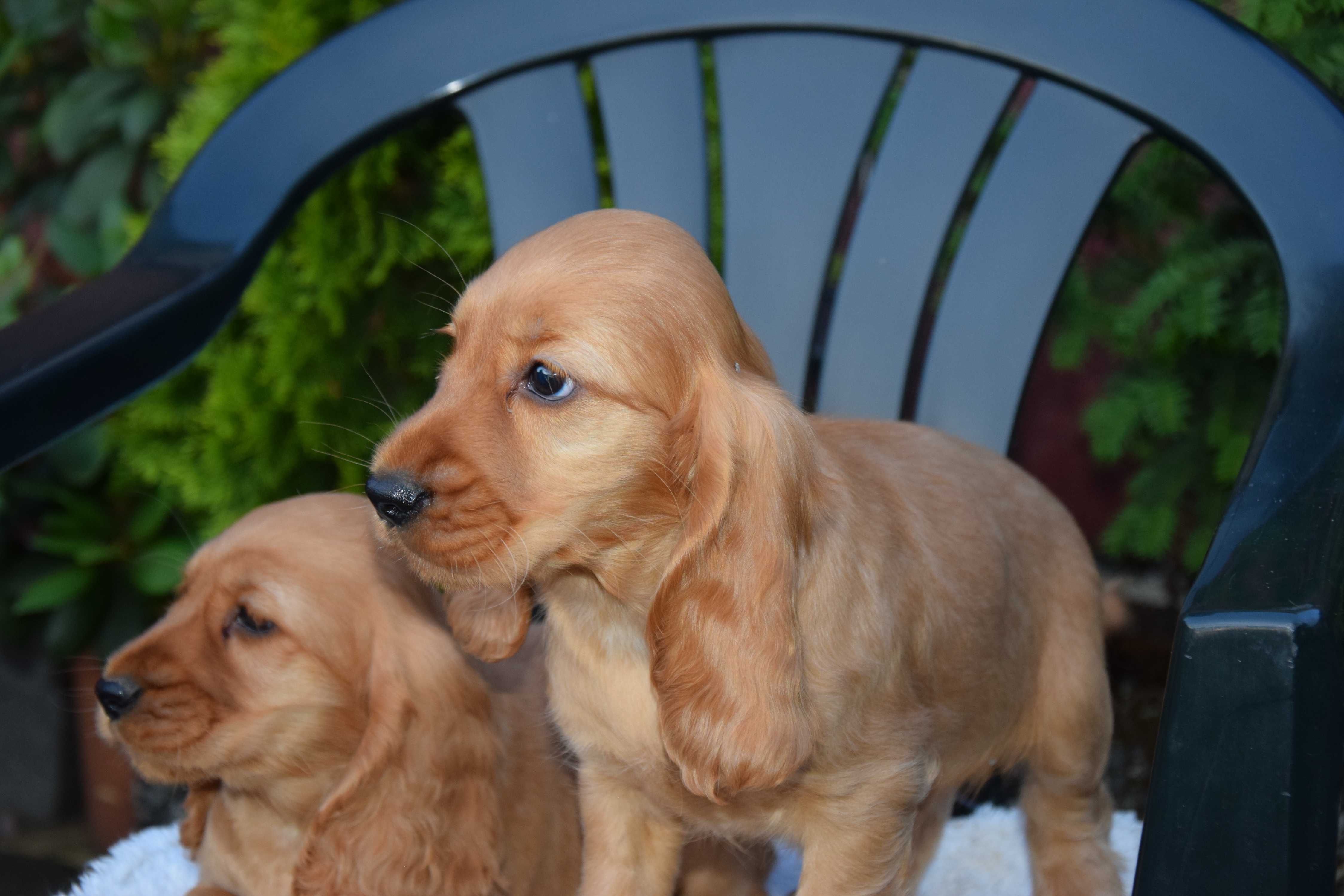 Cocker Spaniel - szczenię