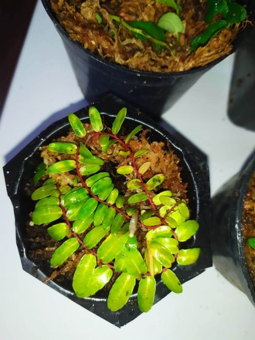 Rośliny do terrarium wiwarium Marcgravia sp mini