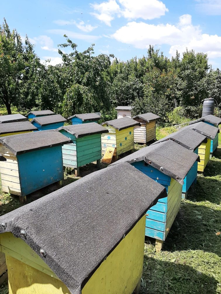 Pszczoły, ule, 20 rodzin pszczelich w ulach warszawskich