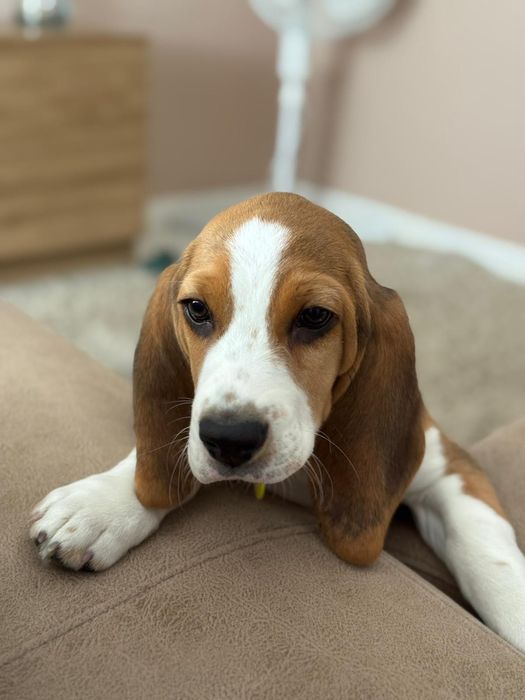 Beagle tricolor puro de raça