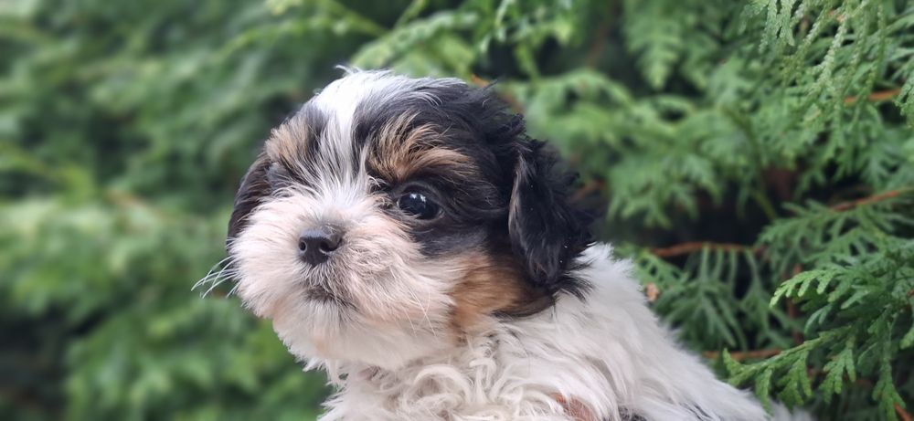 Piesek York biewer miniaturowy z metryką