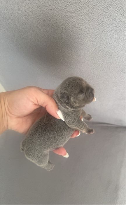Estupenda Blue&Tan Bulldog/Bouledougue Frances de Qualidade