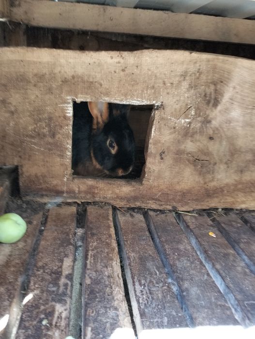 Продам 3 самки 3 самця