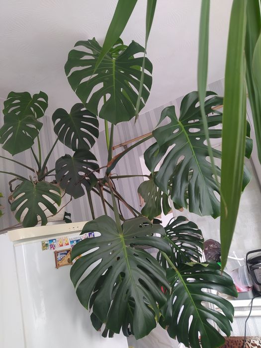 Кімнатна рослина