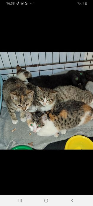 Kotki znajdki do adopcji w dobre ręce