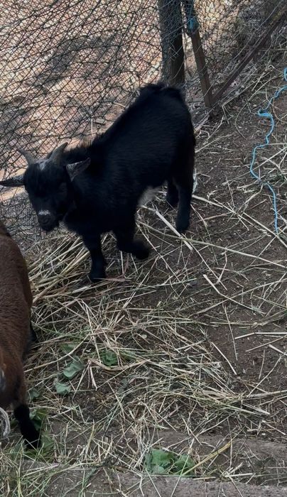 Cabrito anão para venda
