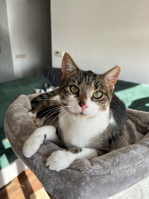 Lilo - bezdomna koteczka szuka domu