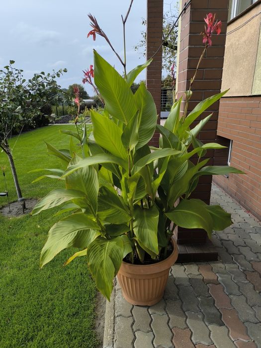 Kanna , canna kłącza kolor czerwony 5 szt