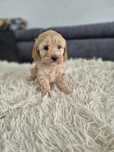 Cavapoo f1b sunia red