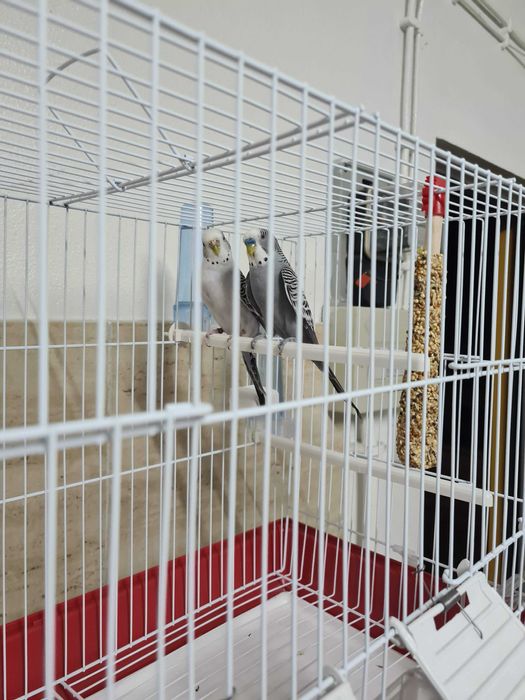 Piriquitos Autralianos Campeões