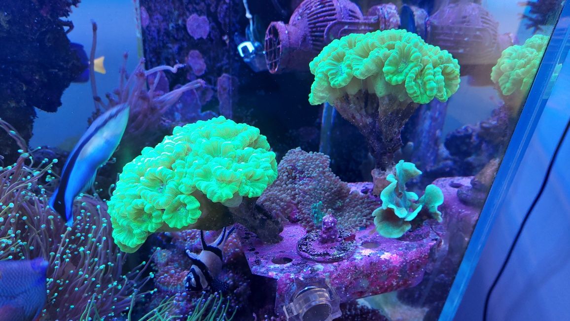 !!! Akwarium morskie Caulastrea furcata zielona fluo Duża kolonia!!!
