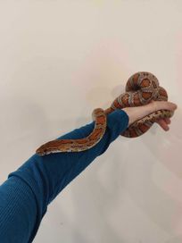Wąż zbożowy classic - samica